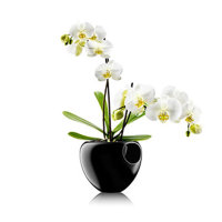 Горшок для орхидеи Orchid pot, черный